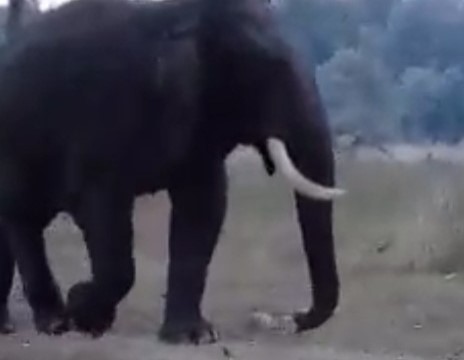 हाथी ने तोड़ी दीवार, सोमेश्वर नगर में हड़कंप; वन विभाग की टीम ने रातभर चलाया अभियान