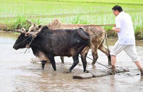 पहाड़ों की तरह मैदानी इलाकों में भी कृषि परंपराओं को बढ़ावा देने की अपील