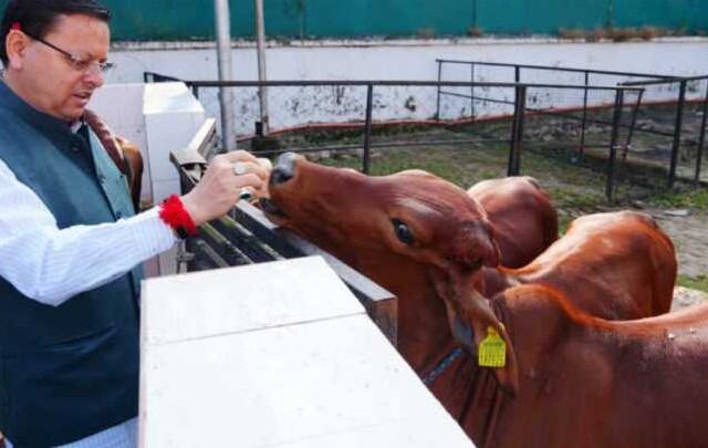 सीएम धामी ने मुख्यमंत्री आवास की गौशाला में की गोवर्धन पूजा, गौ माता के भरण-पोषण भत्ते में की बड़ी वृद्धि का ऐलान