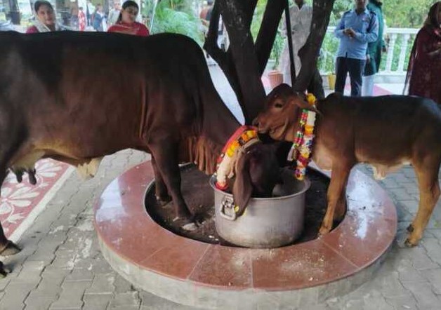 ऋषिकेश के मधुबन आश्रम में धूमधाम से मनाई गई गोवर्धन पूजा