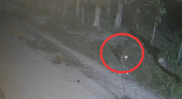 गुलदार की रातीचरा: सड़क पर बेखौफ घूमता दिखा गुलदार, स्थानीय लोगों में दहशत