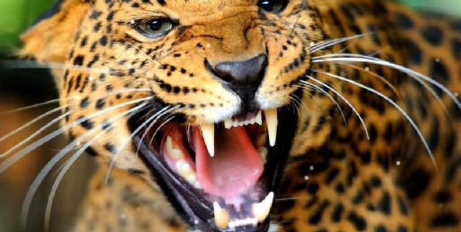 बेरीनाग में तेंदुए के हमले में 16 वर्षीय किशोर घायल, जान बचाने के लिए किया संघर्ष